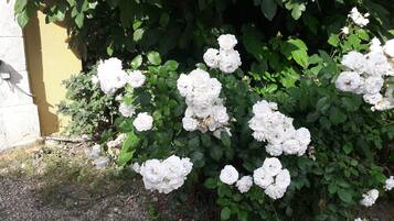 Een tuin met witte rozen en groene begroeiing.