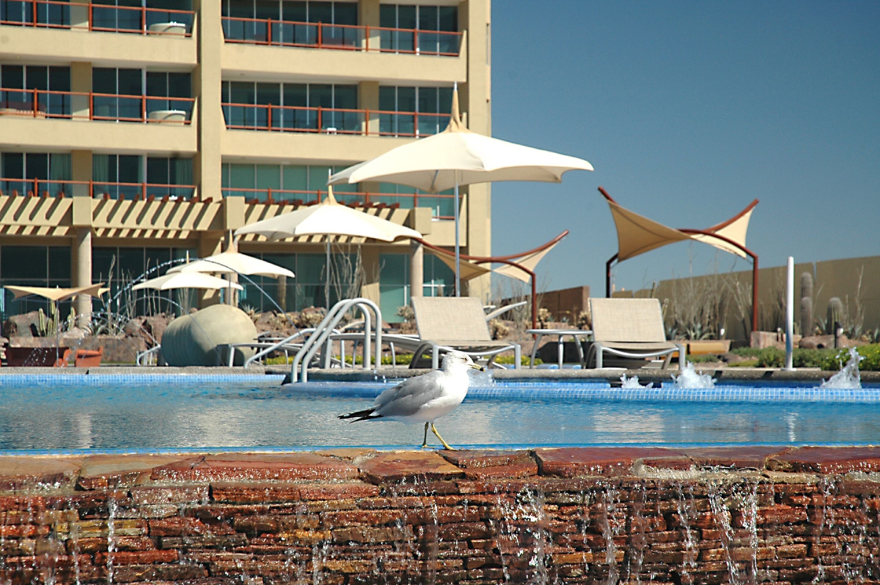 Uma área de piscina com espreguiçadeiras e guarda-sóis, um pássaro na borda, e um edifício ao fundo.