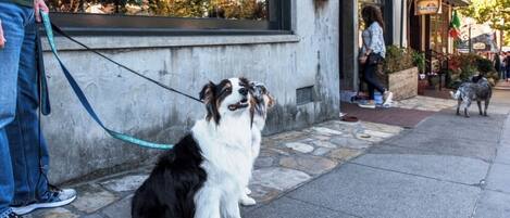 Un chien est assis sur un trottoir pavé de pierres, à côté d’un bâtiment dont la façade donne sur la rue.