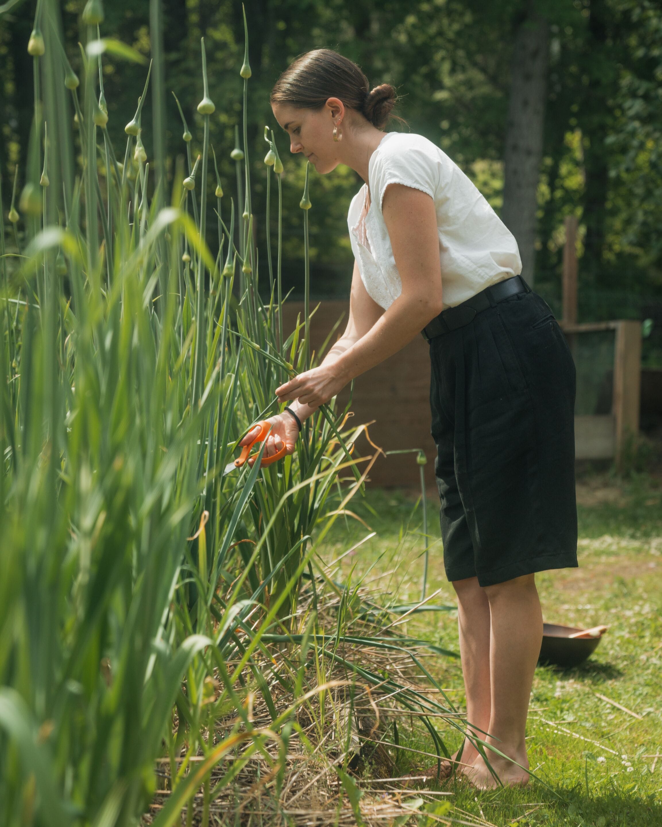 A person tending to plants in a garden with a wooden fence and trees in the background.
