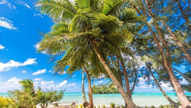 A beach scene with palm trees, a wooden bench, and a clear blue sky. - Cook Islands Holiday Villas Muri (Rarotonga)