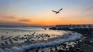 Una playa con olas, un muelle y aves volando.