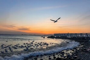 A beach scene with waves, a pier, and birds flying. - Dalian Yipin Xinghai Edian Apartment (Dalian)