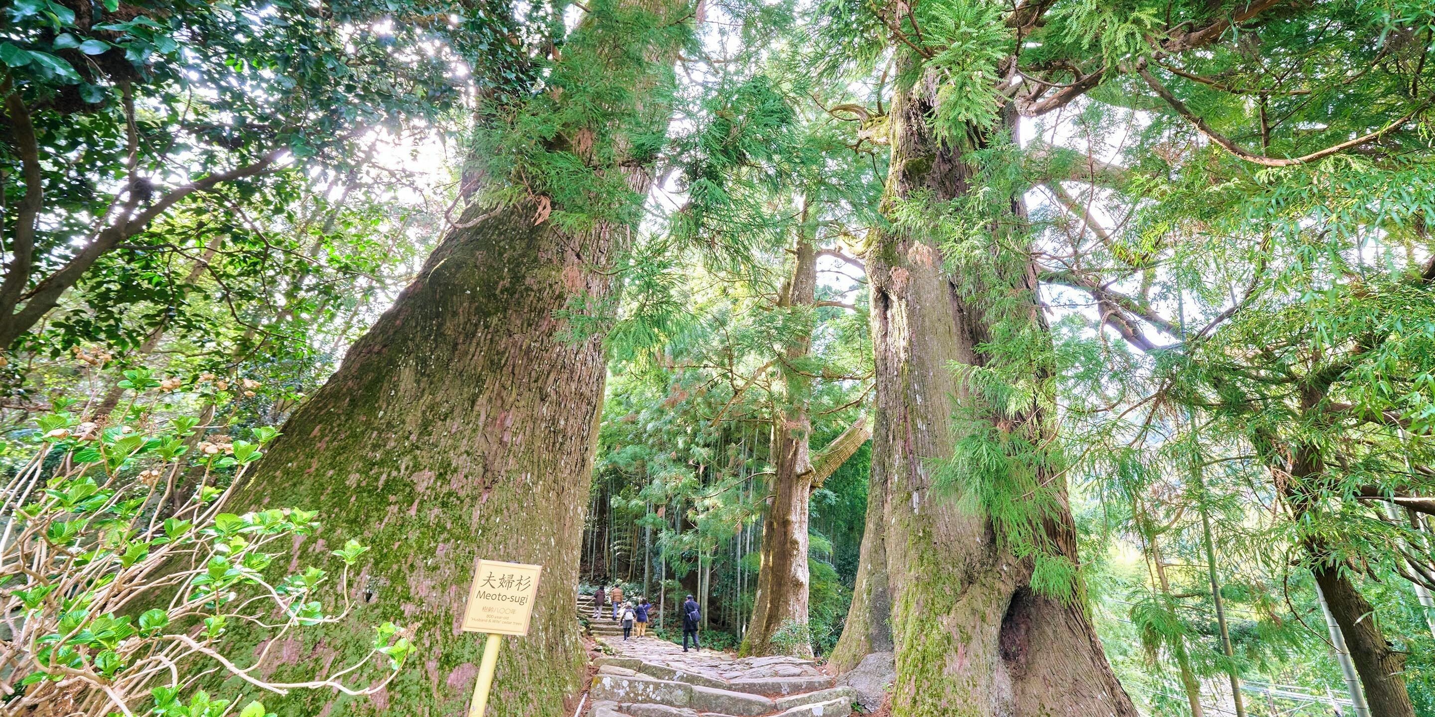 Ein bewaldetes Gebiet mit großen Bäumen und einer Steintreppe, die nach oben führt.