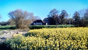 Un campo de flores amarillas con un edificio al fondo.