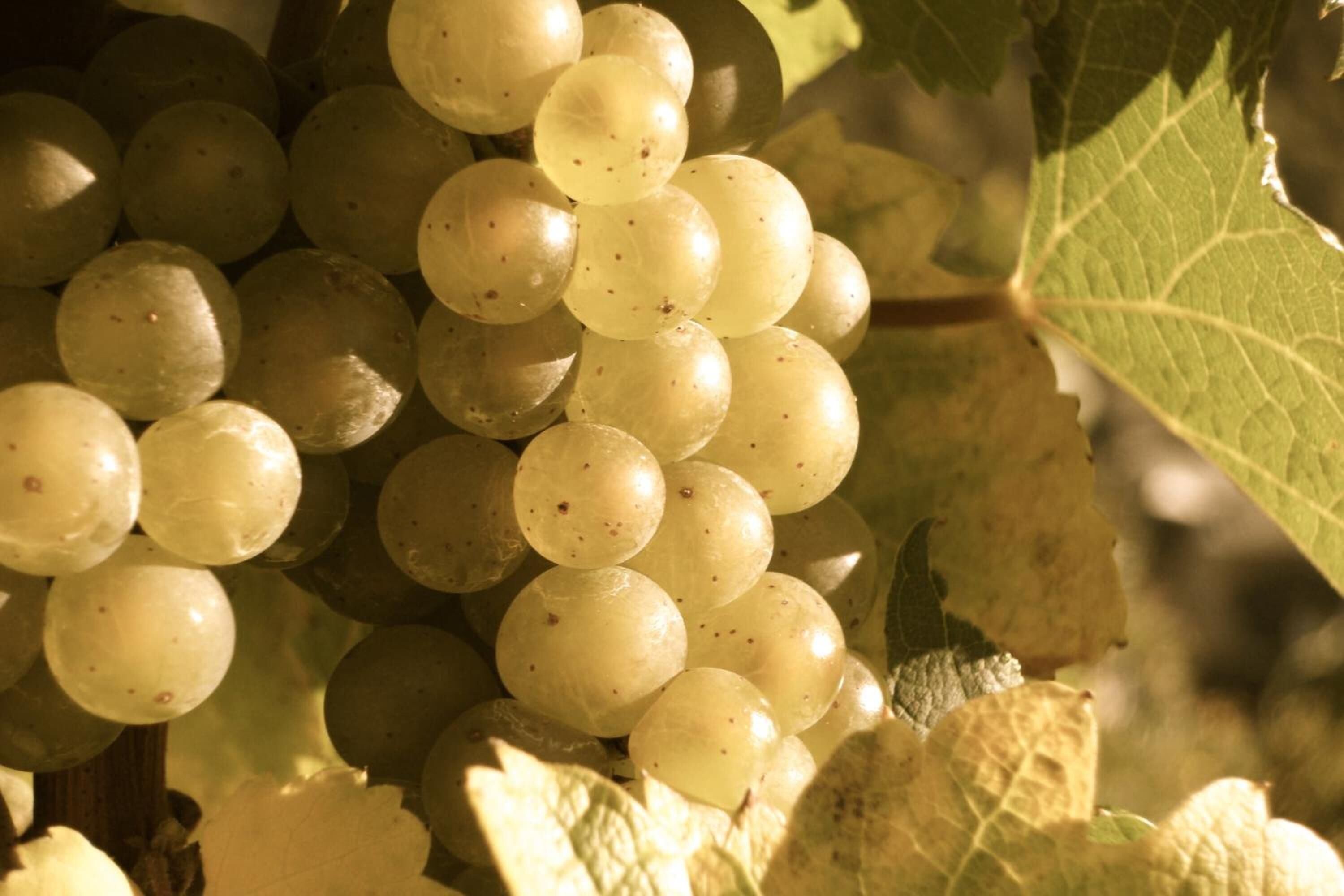 A cluster of green grapes on a vine with leaves.