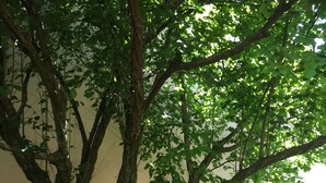 Garden - Pension und Ferienhaus Sonja Müller (Grammetal)