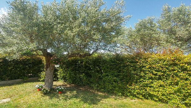 A garden with a large tree, well-maintained hedges, and a grassy area. - Villa Aurelio (Squillace)