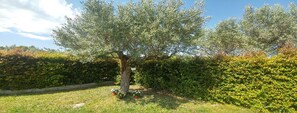 Ein Garten mit einem großen Baum, gepflegten Hecken und einer Rasenfläche.