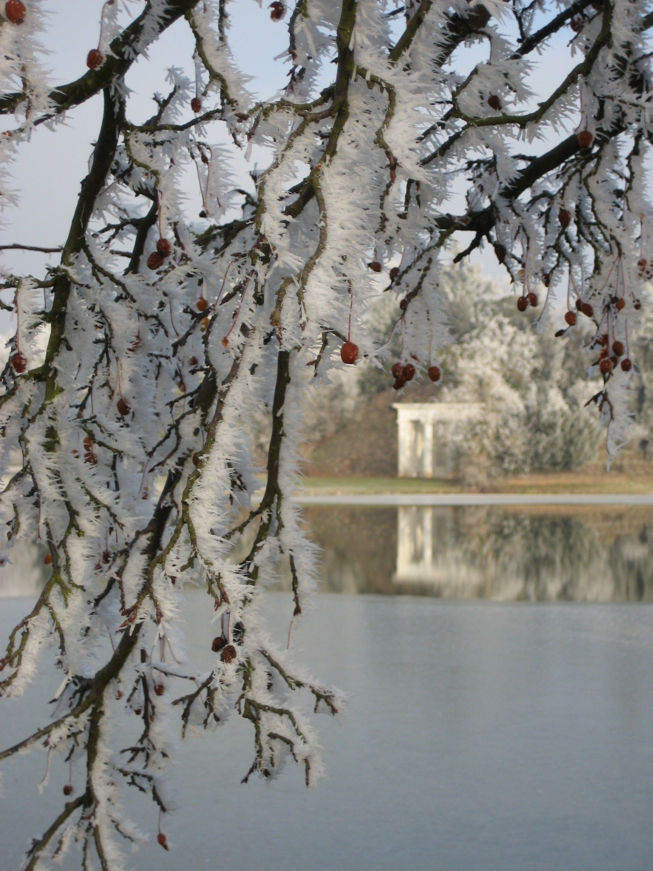 Una rama de árbol con ramas cubiertas de nieve y bayas, frente a un cuerpo de agua tranquilo y un edificio al fondo.