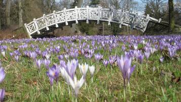 A field of purple crocuses with a white bridge in the background.