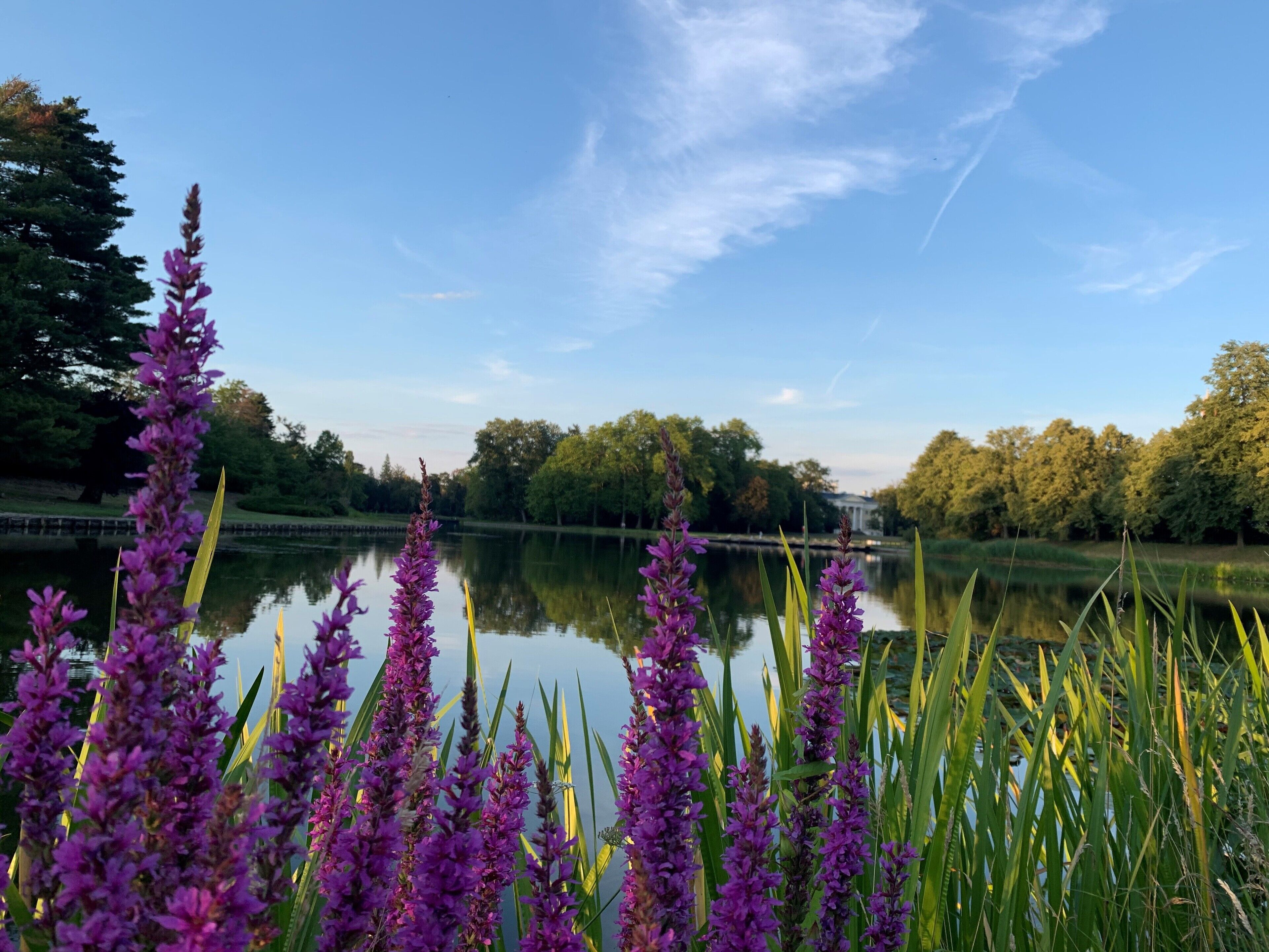 A serene lakeside view with purple flowers in the foreground, calm water, and a backdrop of trees and a distant building.
