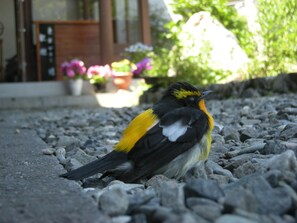 Un oiseau perché sur une surface rocheuse.