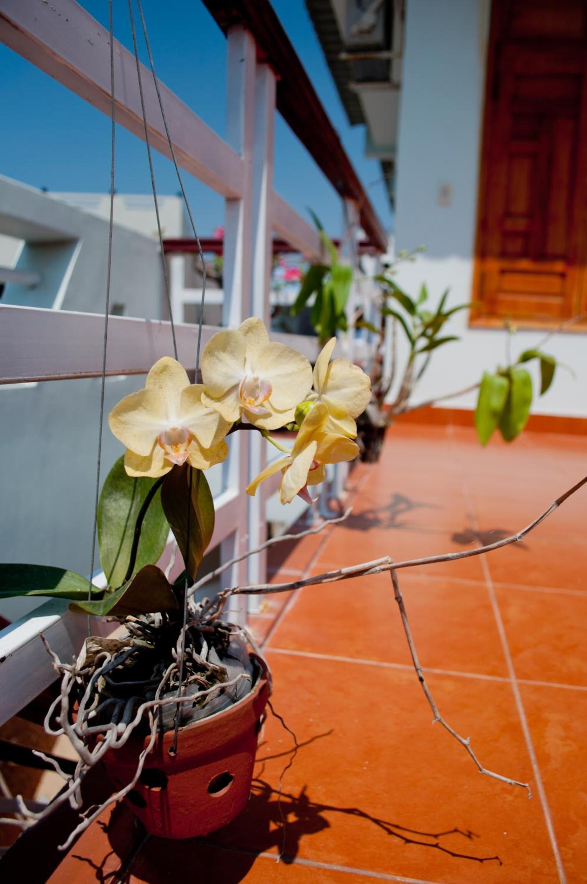 A potted orchid plant on a tiled patio with a white railing and a red door in the background.