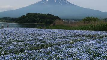 A field of flowers with a mountain in the background.