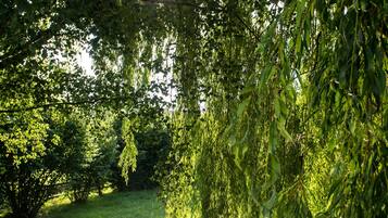 A serene pond surrounded by lush greenery and trees.