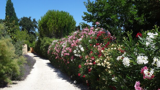 Property grounds - Mas'xime (St.-Rémy-de-Provence)