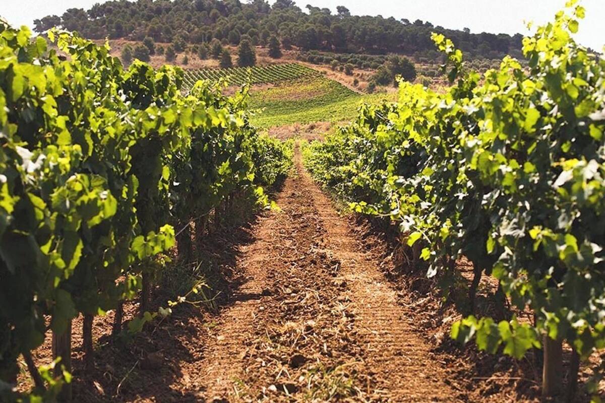 Ein Weinberg mit Reihen von Reben und einem Feldweg, der hindurchführt.