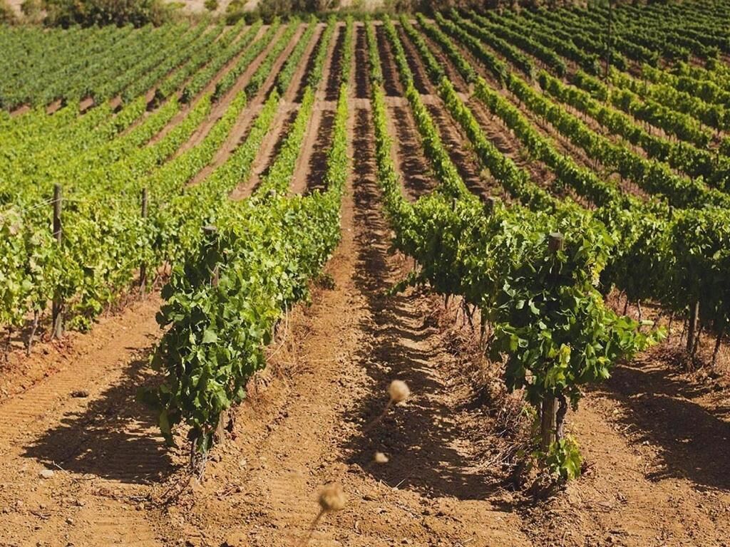 A vineyard with rows of grapevines.