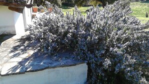 Property grounds - B&B I Menhir (Sorgono)