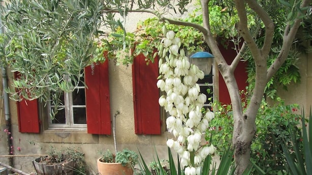 A garden with a variety of plants, a potted plant, and a tree with white flowers. - Au Pied du Figuier (Pauligne)