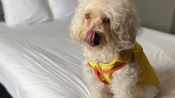A small white dog sitting on a bed with a yellow shirt, in a room with a red patterned headboard and white pillows.