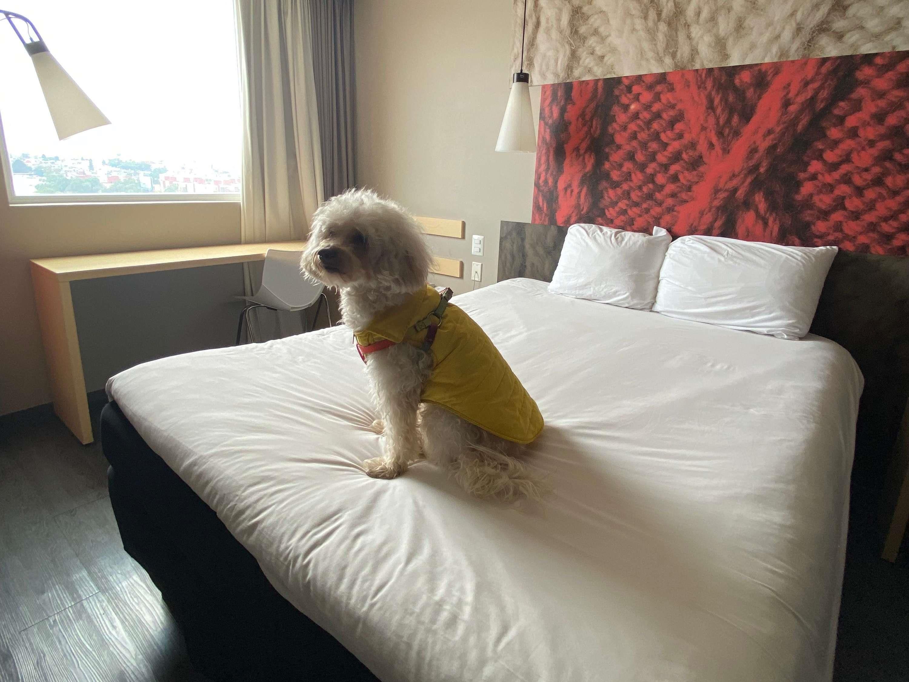 Una habitación de hotel con una cama, un escritorio, una silla y una ventana con cortinas.