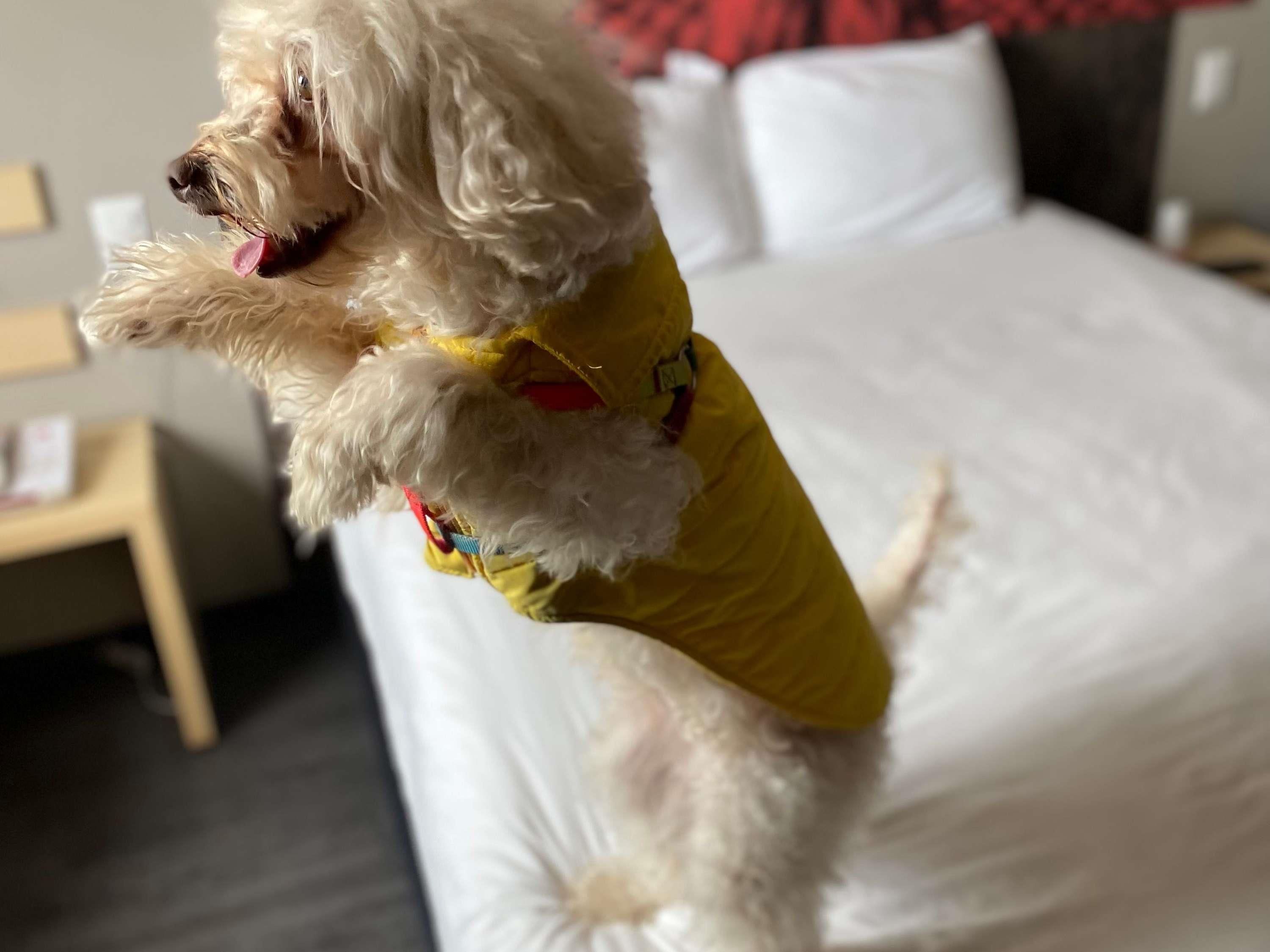 Un perro blanco con una camisa amarilla de pie sobre una cama con ropa blanca.