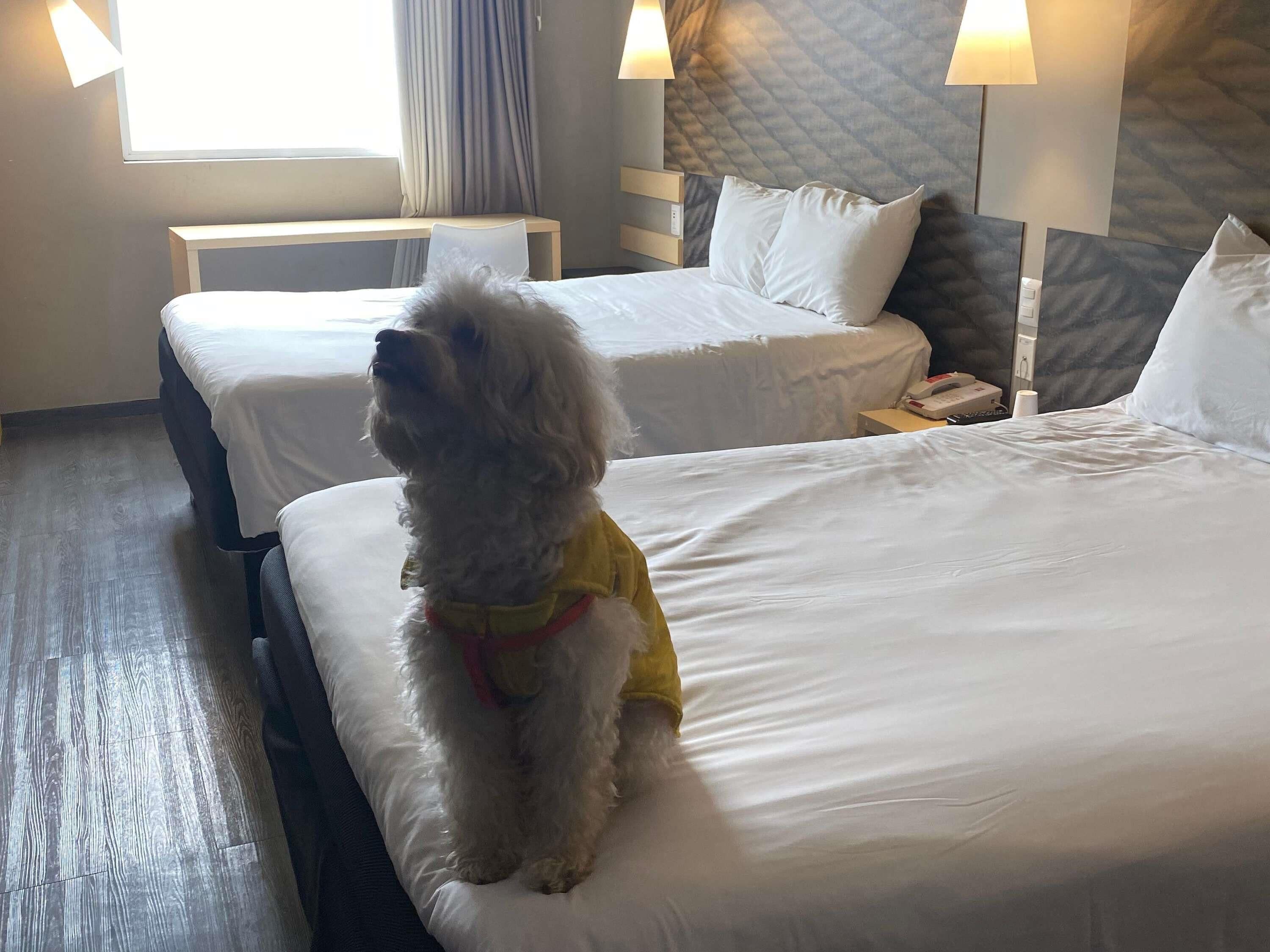 Bureau, chambres insonorisées, Wi-Fi gratuit