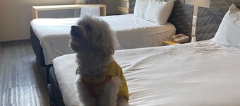 ibis Mexico Tlalnepantla