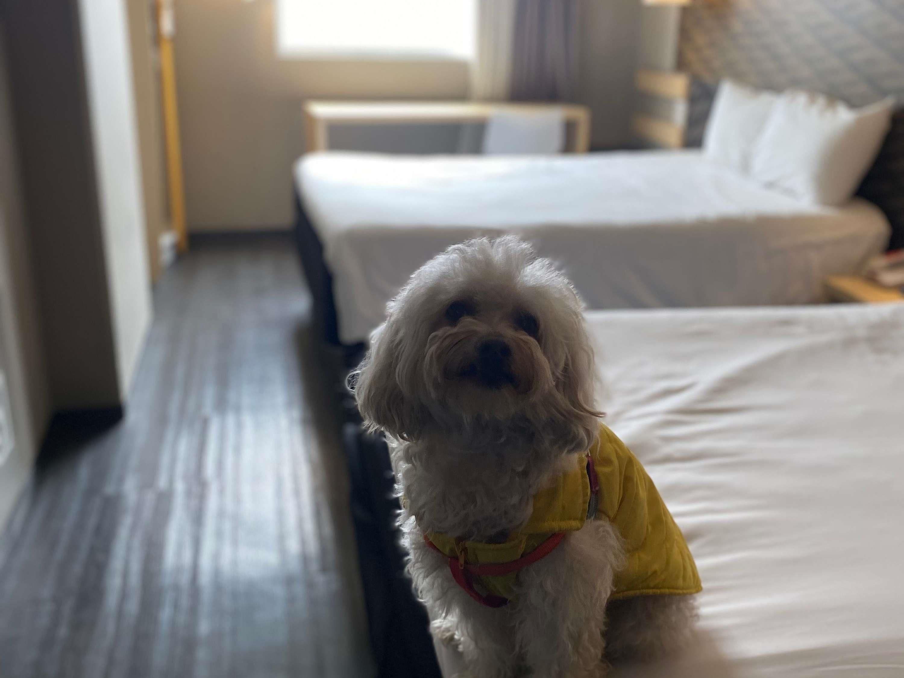A small white dog in a yellow outfit sitting on a bed in a hotel room.