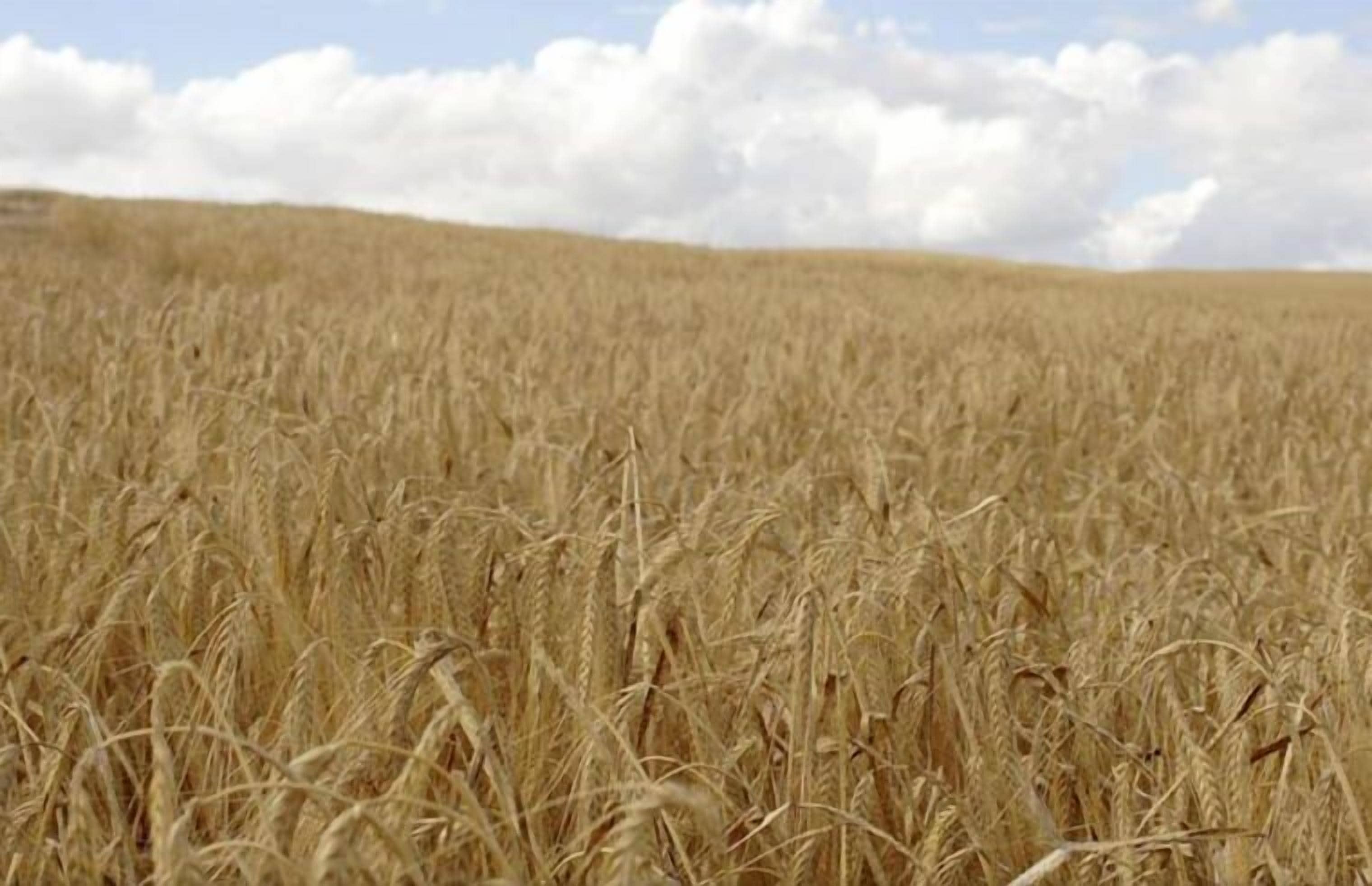 Un campo de trigo dorado bajo un cielo despejado.