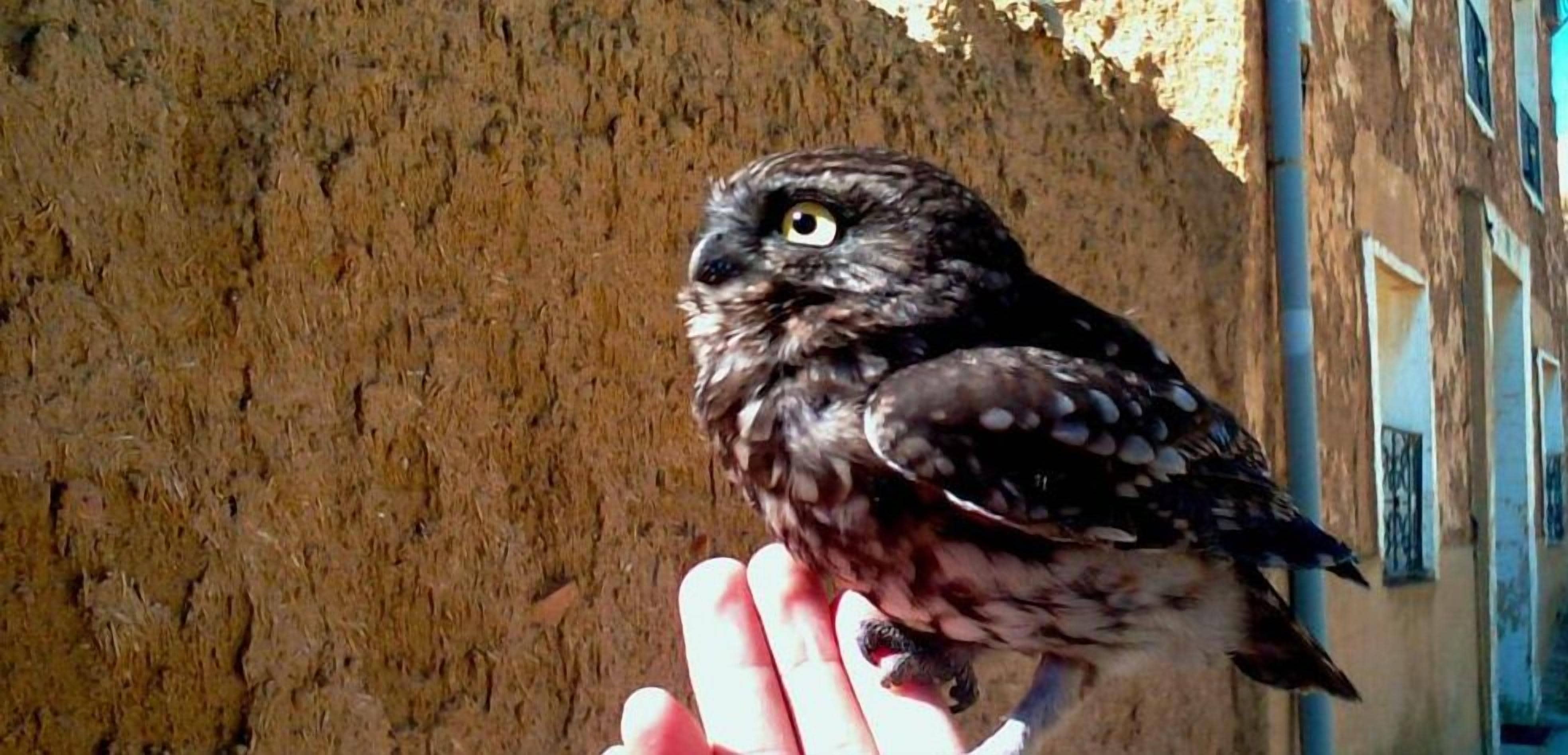 Un búho posado en una mano.