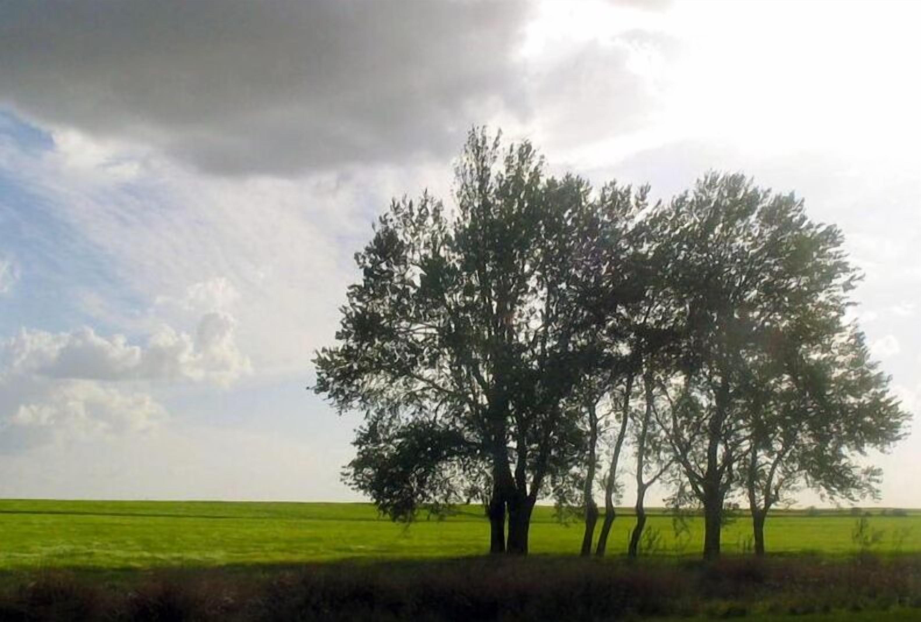 Paisaje con tres árboles en un campo bajo un cielo nublado.
