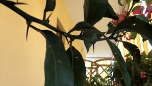 Un pati amb dues cadires i una taula, envoltat de plantes en testos i una tanca de fusta.