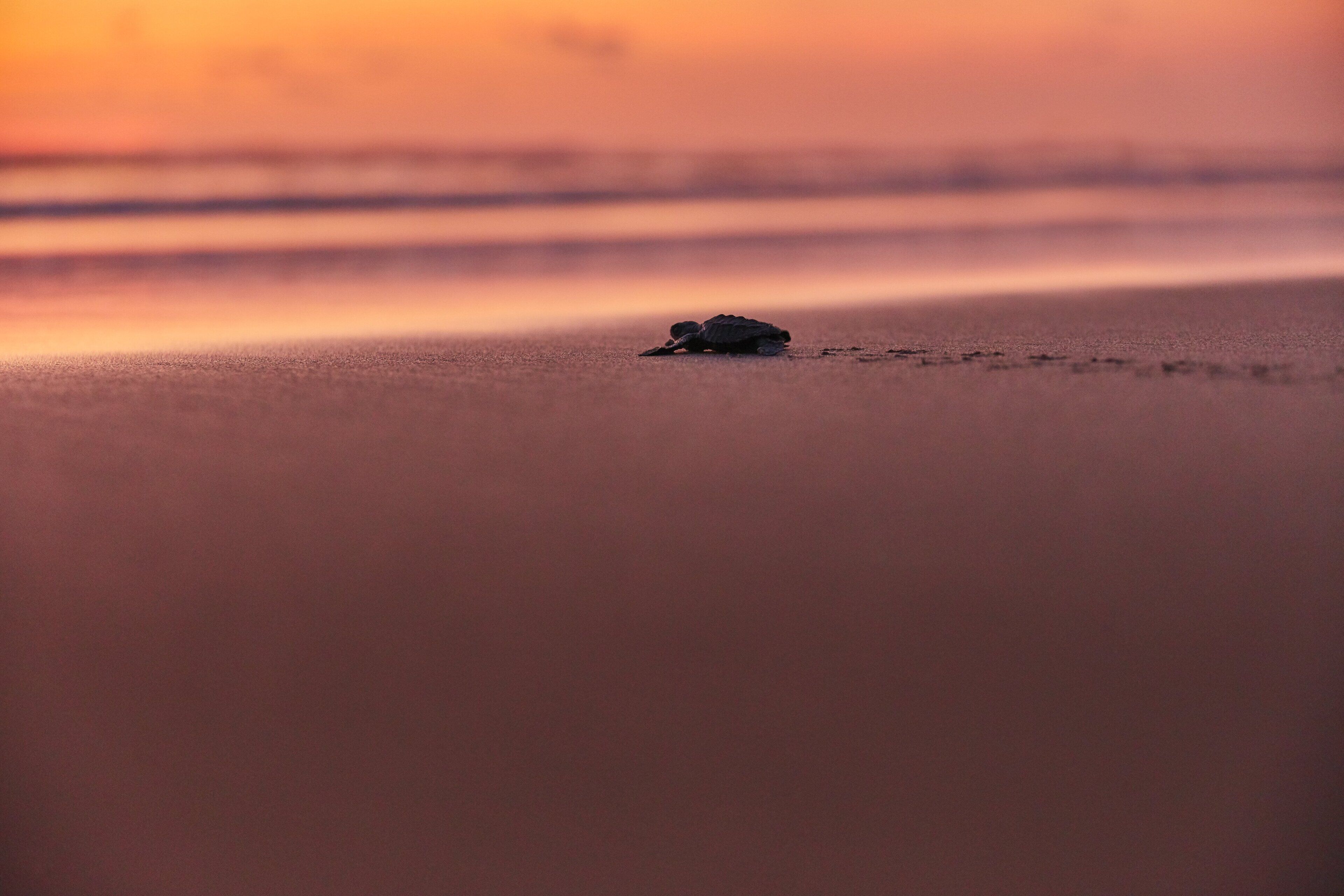 Foto - One Acapulco Diamante