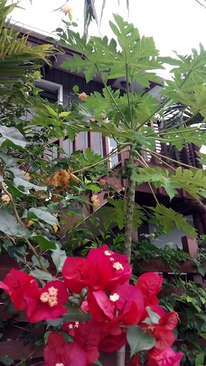 Vista para o jardim