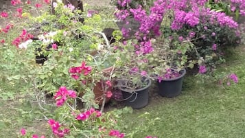 Uitzicht op de tuin