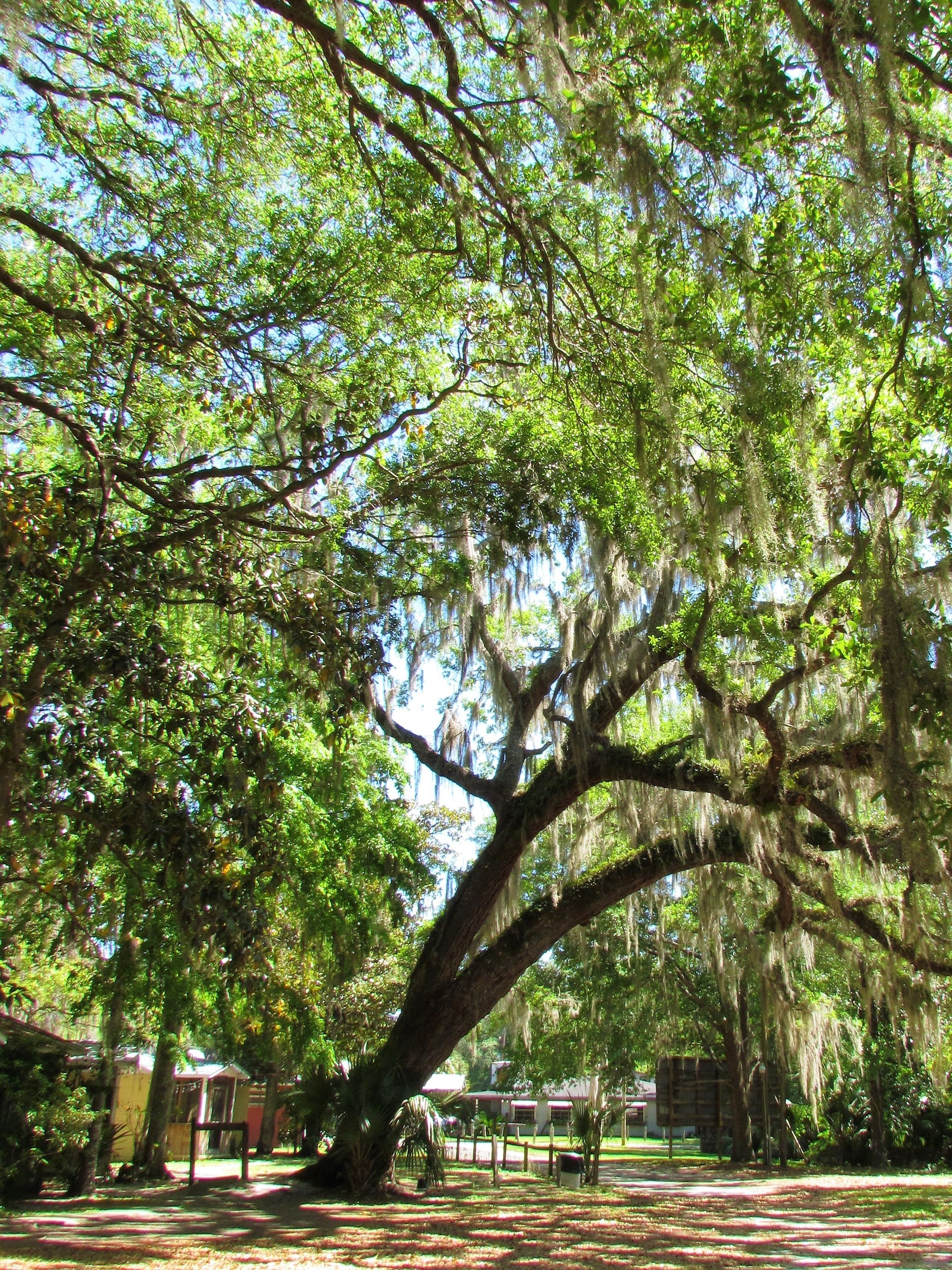 Un gran árbol de ramas extensas y musgo colgante, rodeado por un césped cuidado y un edificio al fondo.