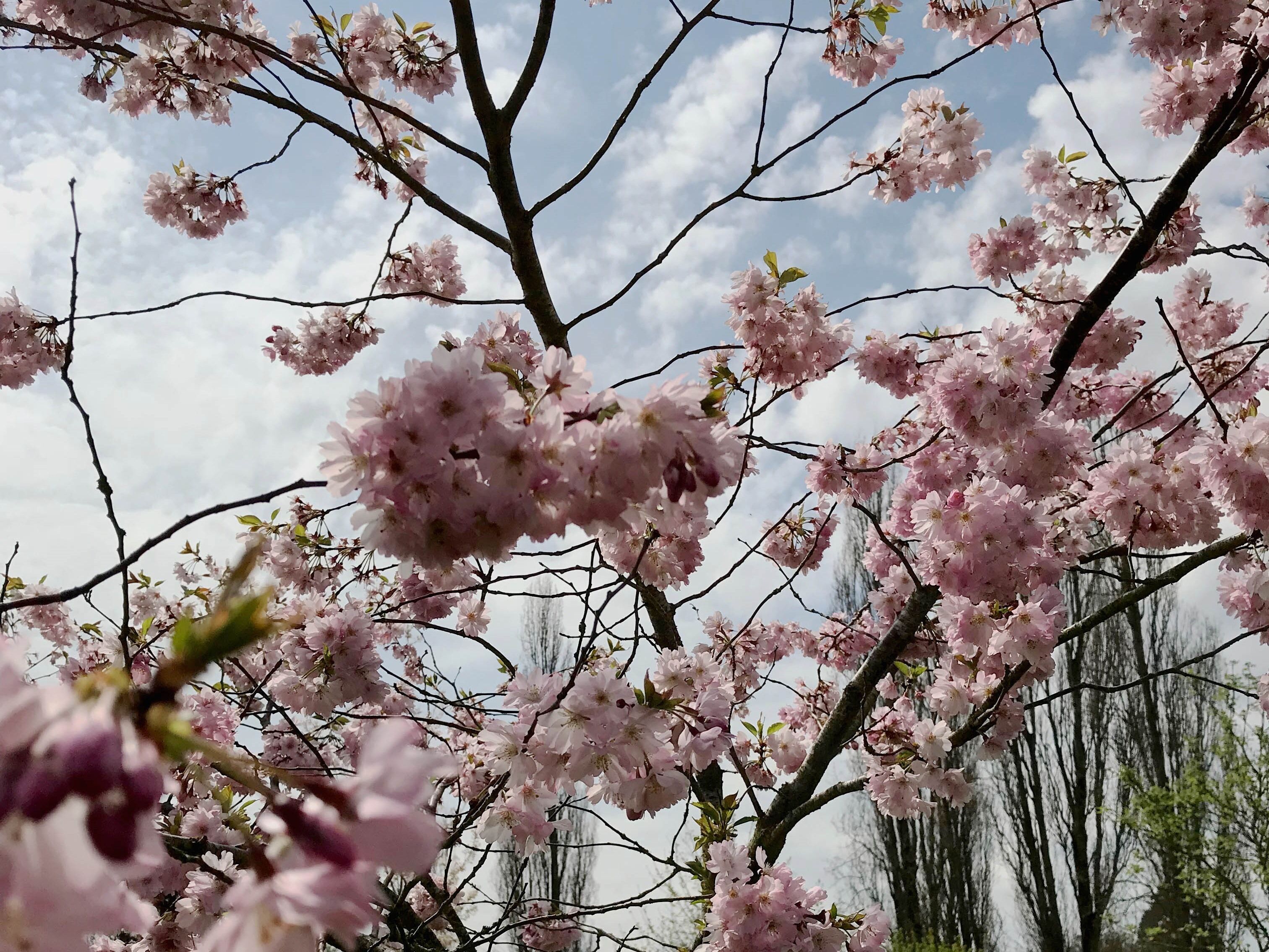 A tree with pink blossoms against a cloudy sky.