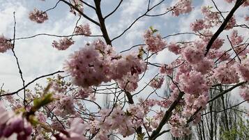 A tree with pink blossoms against a cloudy sky.