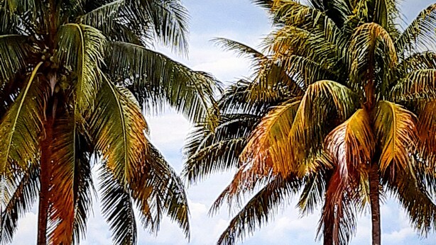 Una playa con palmeras y vista al océano.