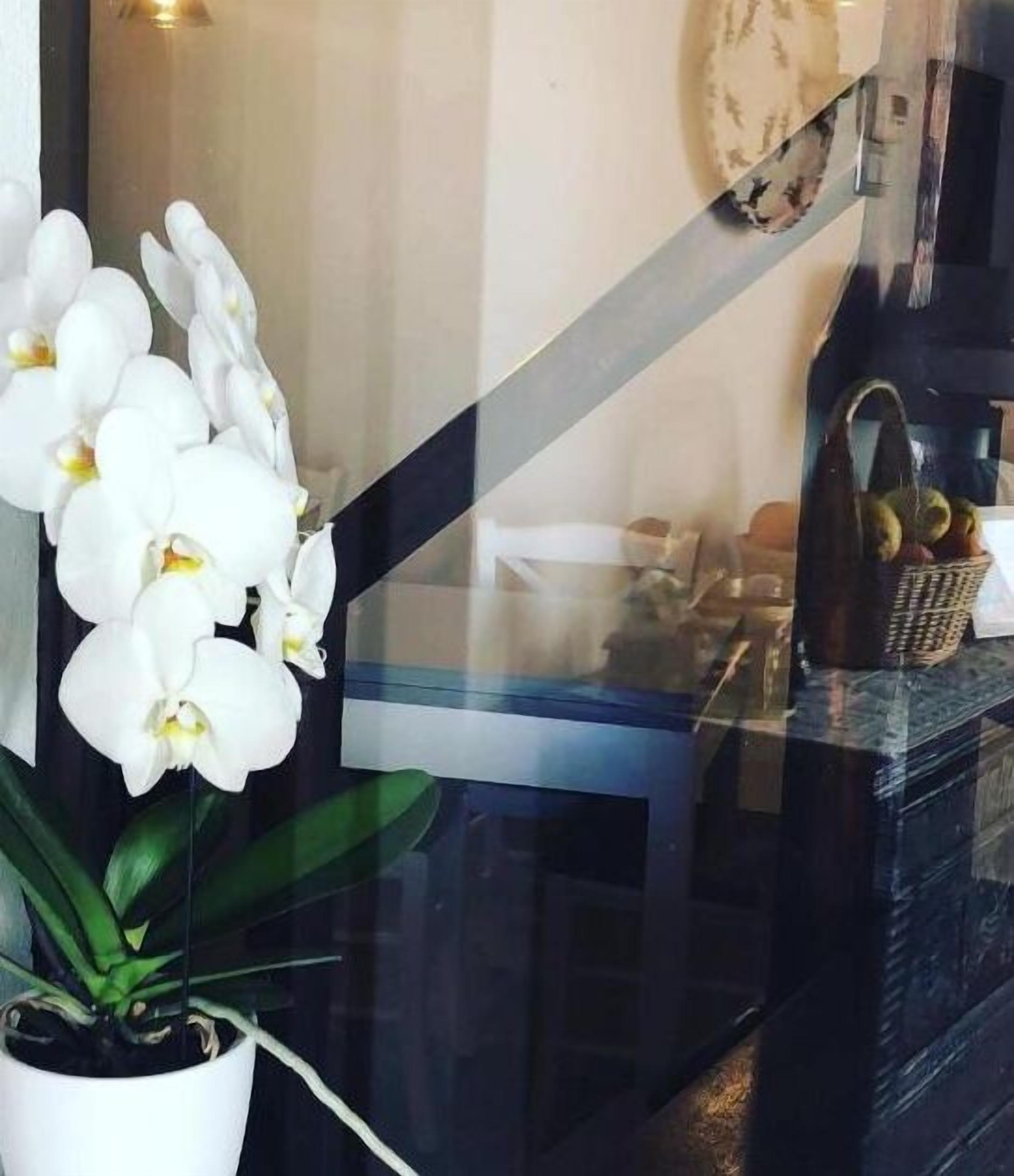 Ein in einem Topf stehendes, weißes Orchideenpflänzchen vor einem Fenster, dessen Spiegelung einen Innenraum zeigt.