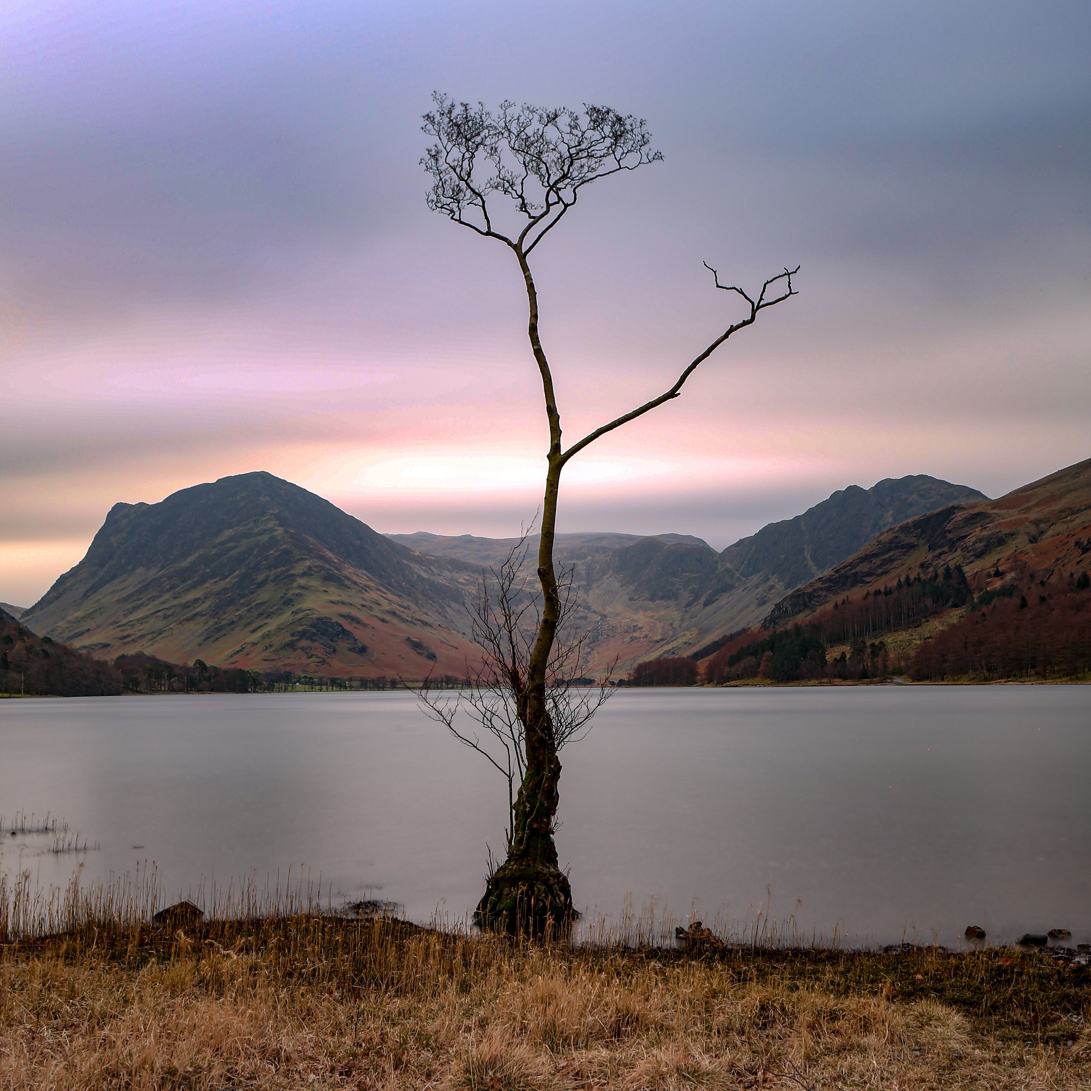 Un arbre isolé se dresse dans un paysage montagneux, au bord d’un lac paisible.