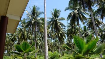 Standard Bungalow | View from room