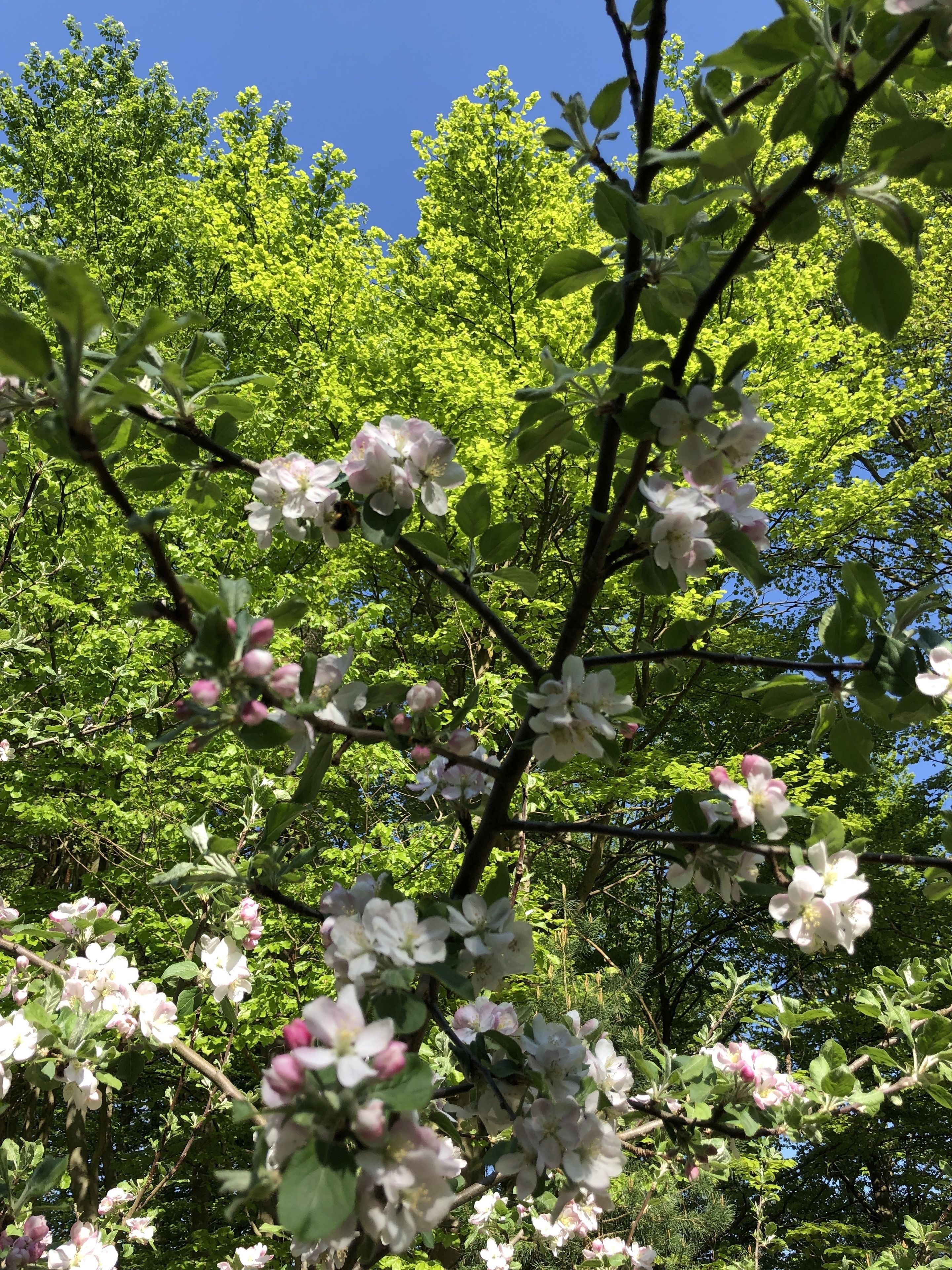 Ein Baum mit weißen Blüten und grünen Blättern vor blauem Himmel.