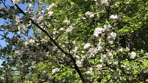 A tree with white blossoms and dense green foliage.