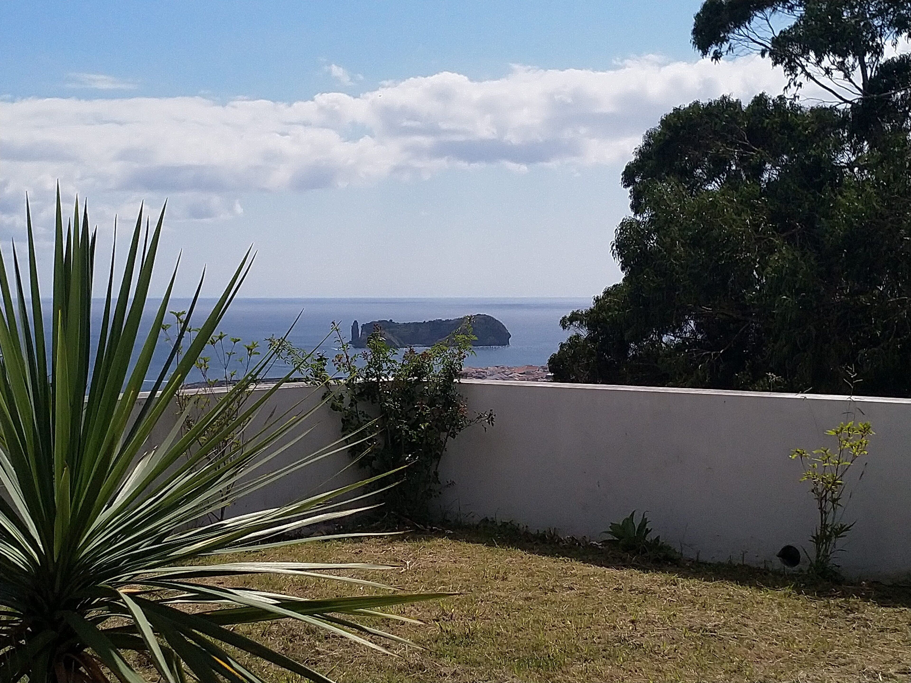 A coastal view with a white wall, a large plant, and a distant island.