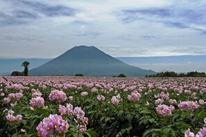 Reception - Annupuri Village (Niseko)