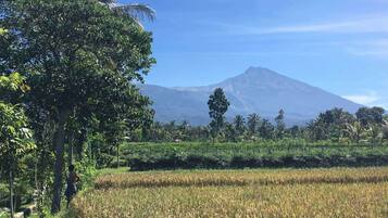 Un paisaje rural con un campo de cultivo, una palmera y una montaña al fondo.